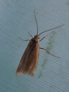 Copie de Acleris.JPG