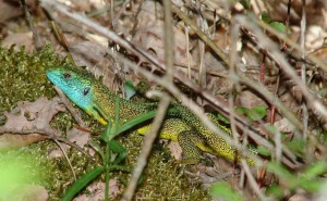 Lézard vert mâle.JPG