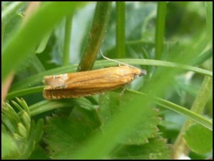 Copie de ph 038.jpg