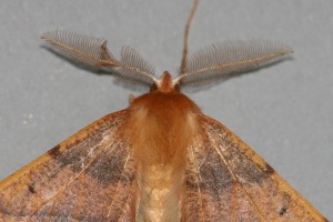 Copie de IMG_0799.jpg