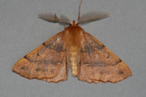 Copie de IMG_0805.jpg