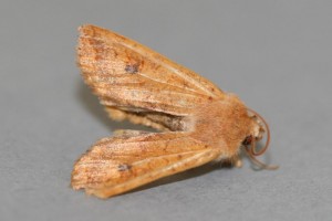 Copie de IMG_0776.jpg