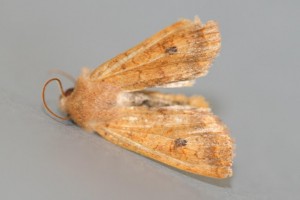 Copie de IMG_0778.jpg