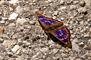 Petit mars changeant - mâle - ouvert.jpg