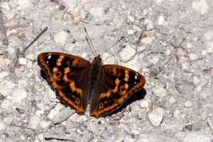 Petit mars changeant - femelle - ouverte.jpg