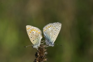 Aricia agestis.JPG