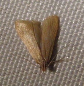 1809 Gelechiidae Dichomeriinae Helcystogramma rufescens à v. 2009.08.13 (1pt).JPG