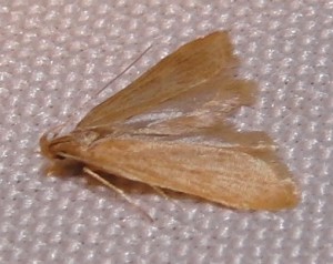 1809 Gelechiidae Dichomeriinae Helcystogramma rufescens à v. 2009.08.13 (257p).JPG
