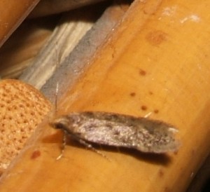 Bryotropha senectella ou similis... 2008.07.30 (1p).JPG