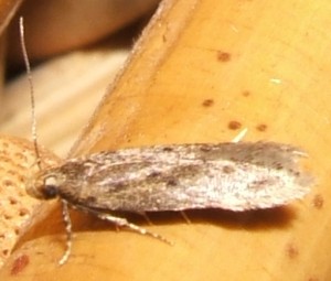 Bryotropha senectella ou similis... 2008.07.30  (2p).JPG