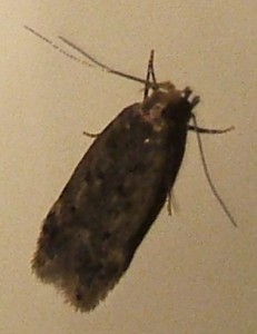 Bryotropha senectella ou similis... 2008.07.31 (1p).JPG