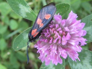 Liste 103 Zygaena transalpina ou trifolii Bahuaud François Oudon 44 07062009 A 2009 06 07 008.JPG