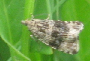 Liste 116 A determiner Fausten Ségolène Pfastatt 68 210509 celipha striana pfastatt.jpg