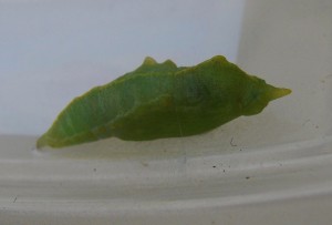 DSC08861.JPG