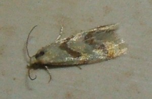 5  Aethes smeathmanniana ou rubigana ou Beatricella ... 2008.06.30 (79p).JPG