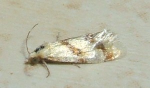 5 Aethes smeathmanniana ou rubigana ou Beatricella ... 2008.06.30 (82p).JPG