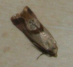 4 2008.06.30 (79bis 2).JPG