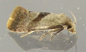 Tortricidae, tortricinae cochylini, Cochylis  2007.05.21 (2p).JPG