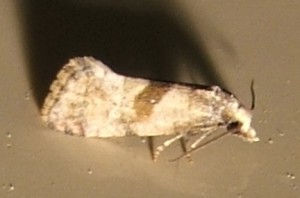 Tortricidae, Cochylis 2007.06.12 (8p).JPG