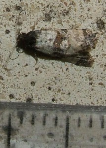Cochylis atricapitana  2008.05.10 (5p).JPG