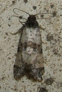 Cochylis atricapitana 2008.05.10 (9p).JPG