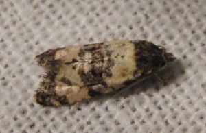 Cochylis atricapitana  2009.07.29 (151p).JPG