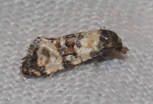 Cochylis atricapitana  2009.07.29 (231p).JPG