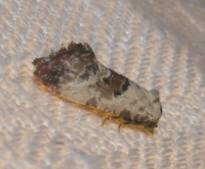 2129 tortricidae, cochylinae, Cochylis hybridella 07.06.21 (4p).JPG