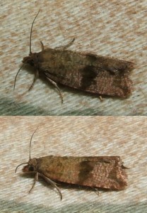 Celypha striana 2009.07.12 (ass).JPG