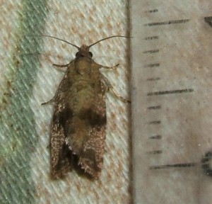 Celypha striana 2009.07.12 (40p).JPG