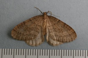 Copie de IMG_0806.jpg