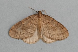 Copie de IMG_0811.jpg