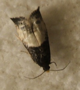 2249 Tortricidae Olethreutinae  eucosmini Notocelia cynosbatella 2008.05.10 (1p).JPG
