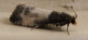 2249 Tortricidae Olethreutinae  eucosmini Notocelia cynosbatella 2008.05.10 (4p).JPG
