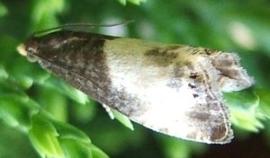 2249 Tortricidae Olethreutinae  eucosmini Notocelia cynosbatella  2008.05.22 (1p).JPG