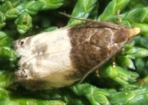 2249 Tortricidae Olethreutinae  eucosmini Notocelia cynosbatella  2008.05.22 (6p).JPG