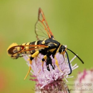 Synanthedon vespiformis.jpg