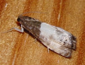 2249 Tortricidae Olethreutinae  eucosmini Notocelia cynosbatella 2009.05.22 (2p).JPG