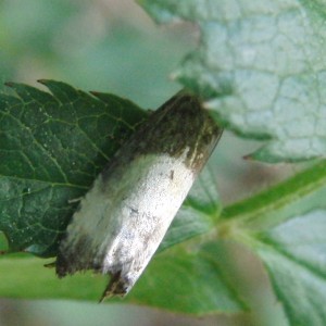 2249 Tortricidae Olethreutinae  eucosmini Notocelia cynosbatella 2009.05.25 (1p).JPG