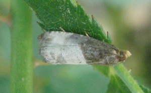 2249 Tortricidae Olethreutinae  eucosmini Notocelia cynosbatella 2009.05.25 (3p).JPG
