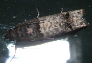 2254 Tortricidae Olethreutinae  eucosmini Notocelia roborana 2006.09.04 (1p).jpg