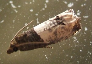 2254 Tortricidae Olethreutinae  eucosmini Notocelia roborana 2007.06.11 (2p).JPG