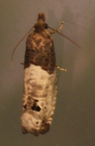 2254 Tortricidae Olethreutinae  eucosmini Notocelia roborana 2007.06.13 (1p).JPG