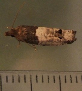 2254 Tortricidae Olethreutinae  eucosmini Notocelia roborana 2007.06.13 (3p).JPG