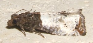 2254 Tortricidae Olethreutinae  eucosmini Notocelia roborana 2007.07.07 (3).JPG