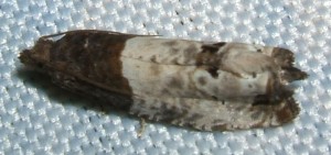 2254 Tortricidae Olethreutinae  eucosmini Notocelia roborana 2009.08.13 (4p).JPG