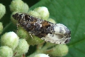 Tortricidae, Olethreutinae, Hedya nubiferana 2007.05.23 (3p).JPG