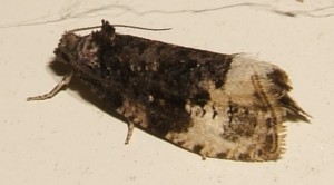 doutes Tortricidae, Olethreutinae, Apotomis... ou Hedya nubiferana 2007.06.10 (1p).JPG