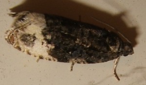 doutes Tortricidae, Olethreutinae, Apotomis... ou Hedya nubiferana 2007.06.10 (2p).JPG
