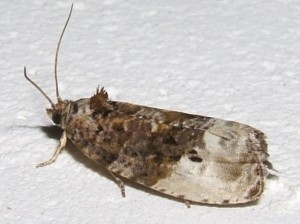 Tortricidae, Olethreutinae, Hedya nubiferana... 2007.06.12 (3p).JPG